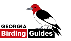 Georgia Birding Guides